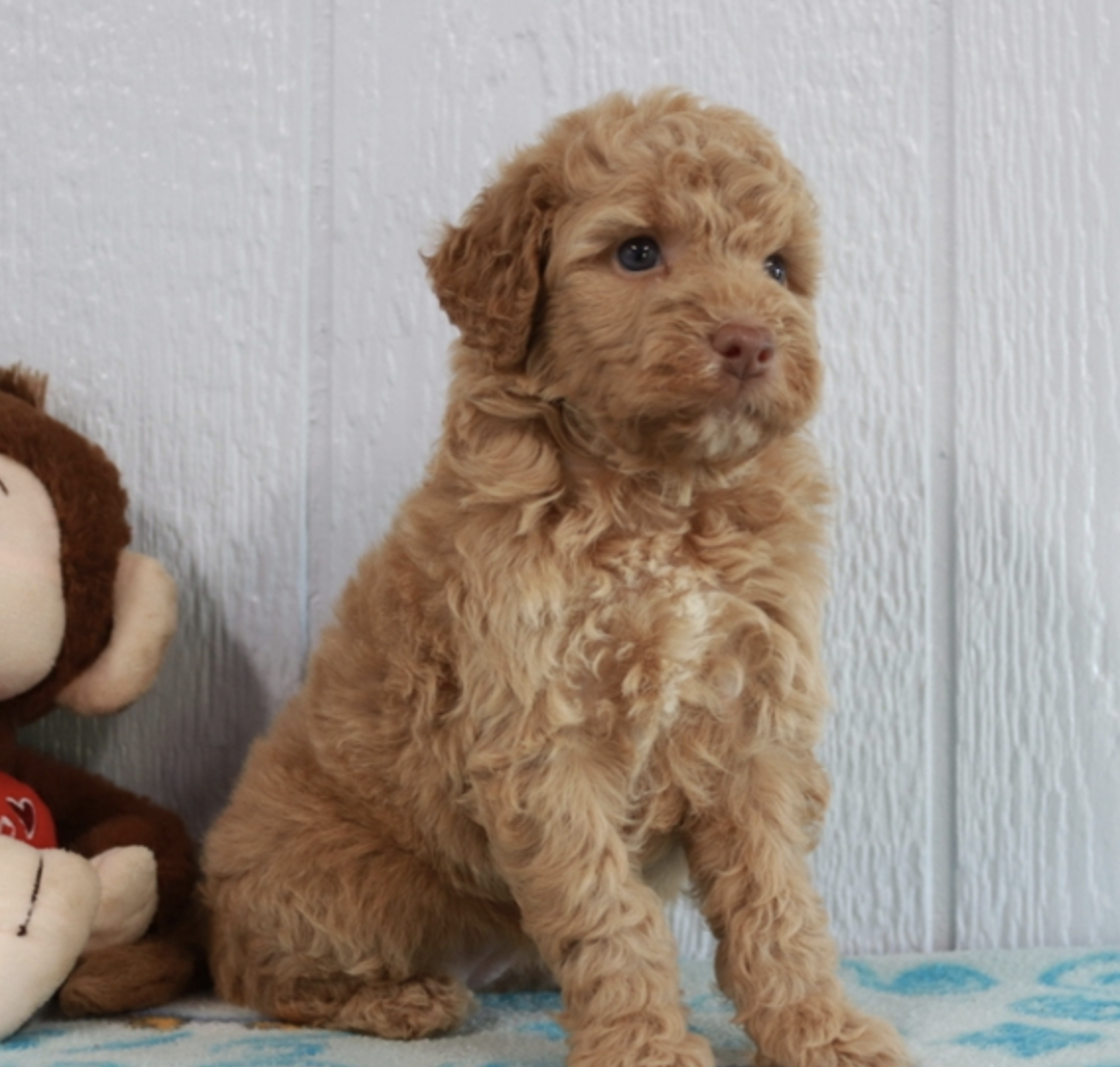 comprar cachorros sanos, baratos y asequibles para la venta